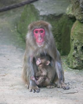 baby monkey with mother monkey zoo Africa mammal animal