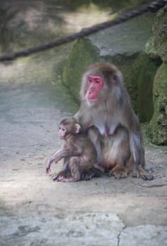 baby monkey with mother monkey zoo Africa mammal animal