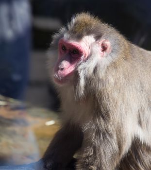 monkey zoo Africa mammal animal