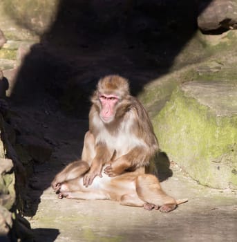 monkey zoo Africa mammal animal