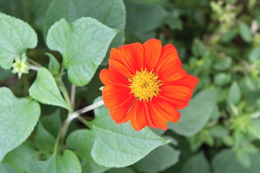 Colourful yellow red flower in nature