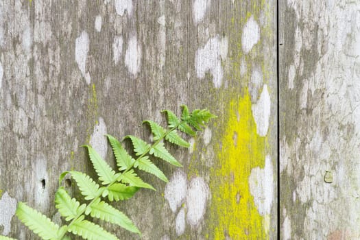 Fern on old wooden background with moss.