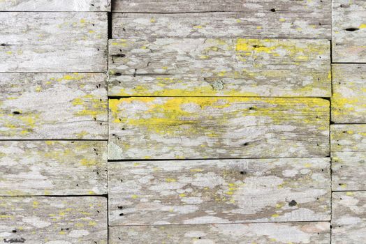 The old wooden background with moss. Horizontal.