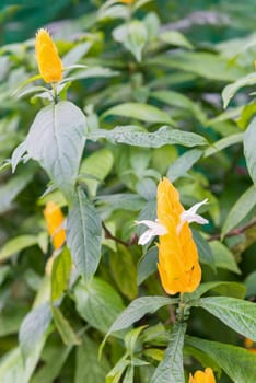 Close up, flowers are pleasing to grow on  green background.