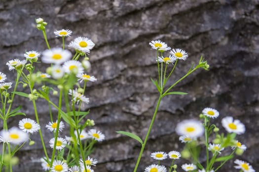 White flowers in the garden for background wallpaper