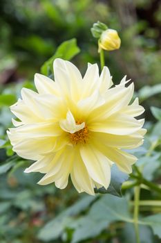 Light yellow flowers in green background, vertical.