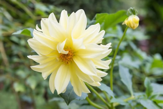 The light yellow flowers in the green background.