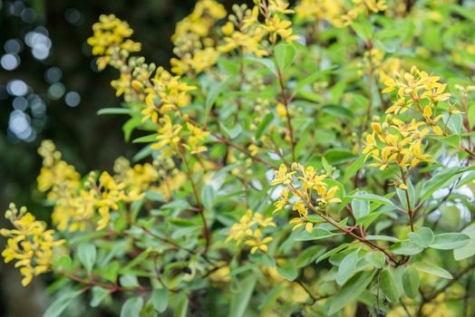 Small yellow flowers plant on green garden.