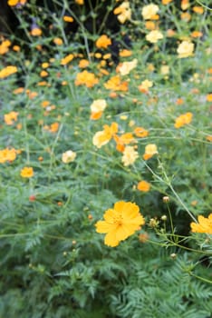 Cosmos plant with flowers in  the garden.