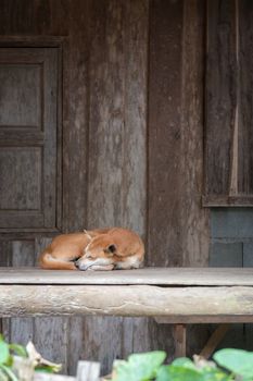 A Thai dog sleeping in front of the house. 