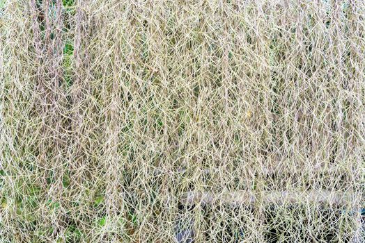 White-Green spanish moss background.