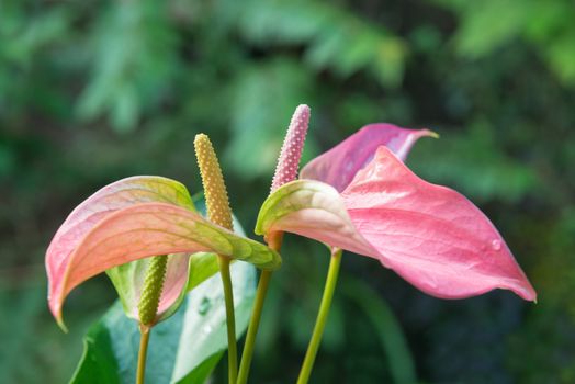 Beautiful spadix flower