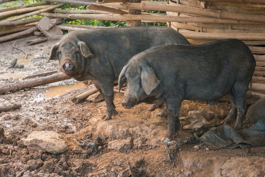 Black pigs in the pen.