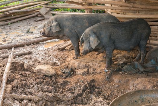 Black pigs in the pen.