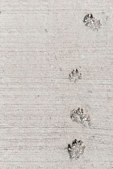 Dog foot print, this image have space for text. Vertical.