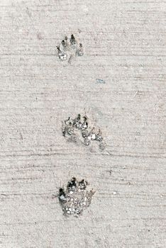 Dog foot print, this image have space for text. Vertical.