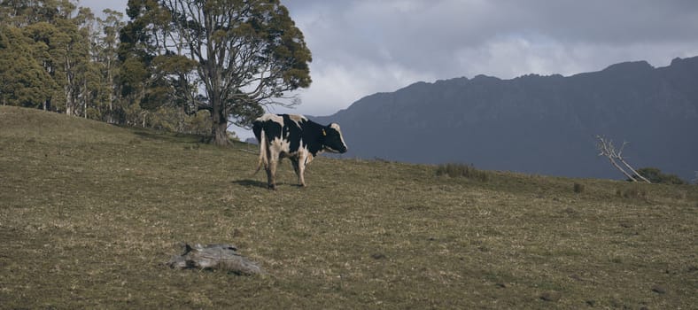 Holstein Fresian cow out in the paddock during the day in Tasmania, Australia