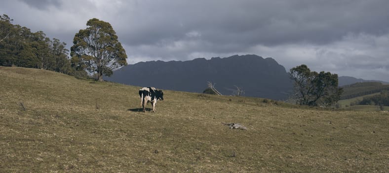 Holstein Fresian cow out in the paddock during the day in Tasmania, Australia