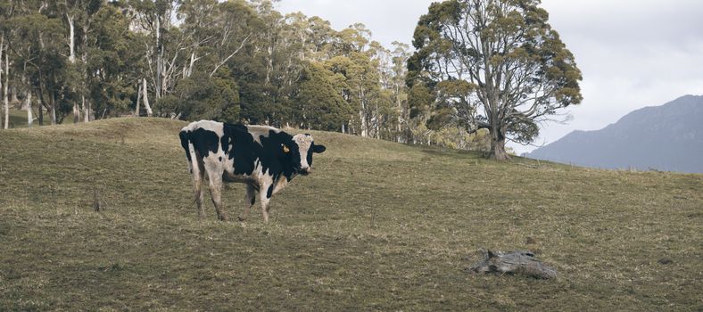 Holstein Fresian cow out in the paddock during the day in Tasmania, Australia