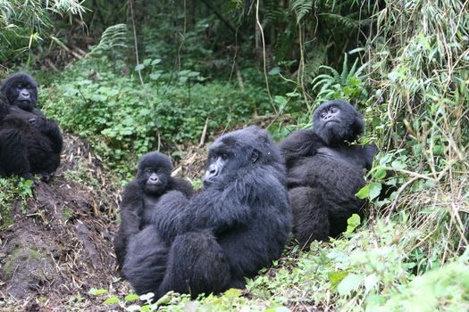 Wild Gorilla animal Rwanda Africa tropical Forest