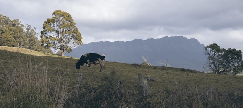 Holstein Fresian cow out in the paddock during the day in Tasmania, Australia.