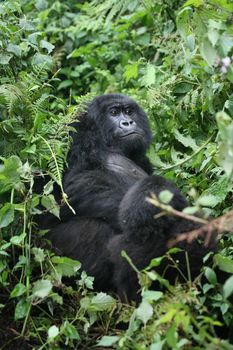 Wild Gorilla animal Rwanda Africa tropical Forest