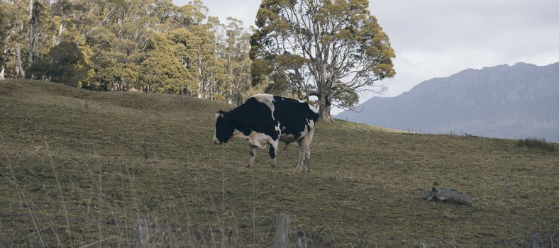 Holstein Fresian cow out in the paddock during the day in Tasmania, Australia. 