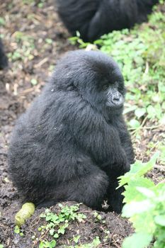 Wild Gorilla animal Rwanda Africa tropical Forest