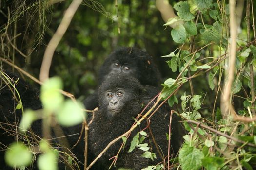 Wild Gorilla animal Rwanda Africa tropical Forest