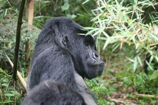 Wild Gorilla animal Rwanda Africa tropical Forest