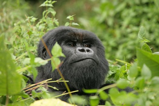 Wild Gorilla animal Rwanda Africa tropical Forest