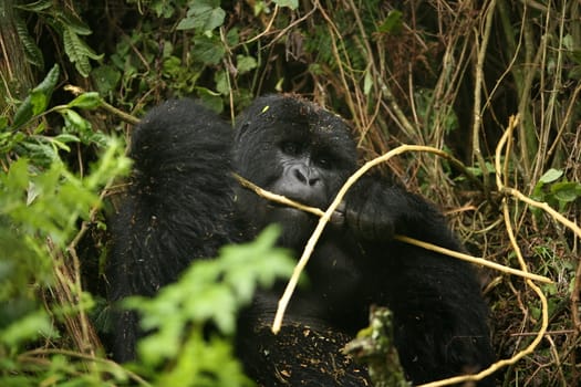 Wild Gorilla animal Rwanda Africa tropical Forest