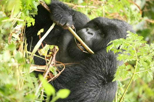 Wild Gorilla animal Rwanda Africa tropical Forest