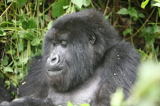 Wild Gorilla animal Rwanda Africa tropical Forest