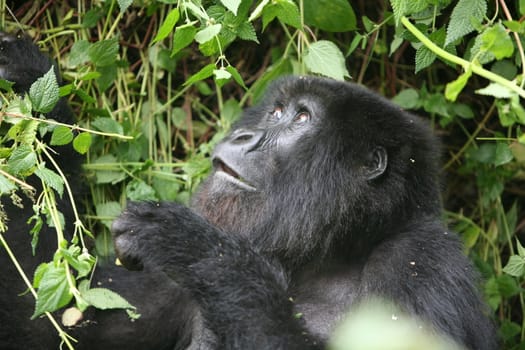 Wild Gorilla animal Rwanda Africa tropical Forest