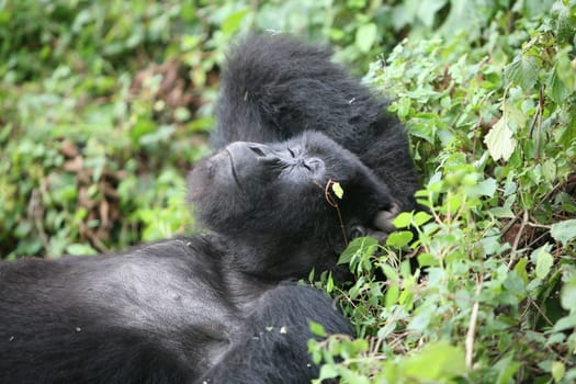 Wild Gorilla animal Rwanda Africa tropical Forest