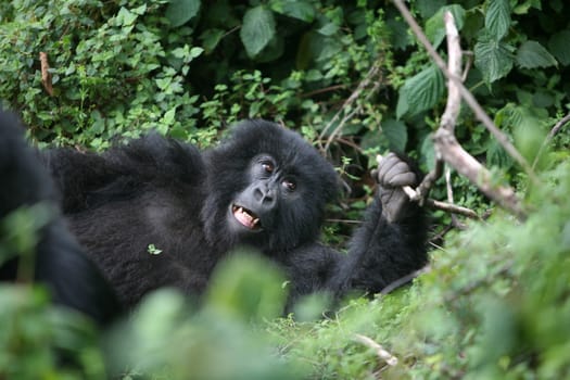 Wild Gorilla animal Rwanda Africa tropical Forest