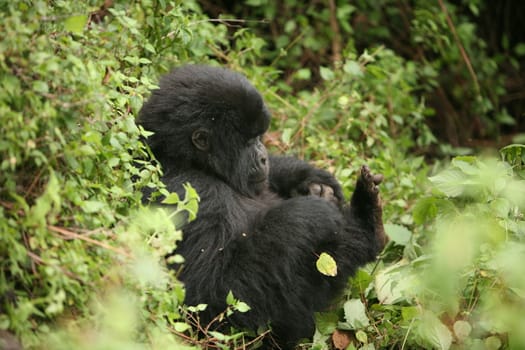 Wild Gorilla animal Rwanda Africa tropical Forest