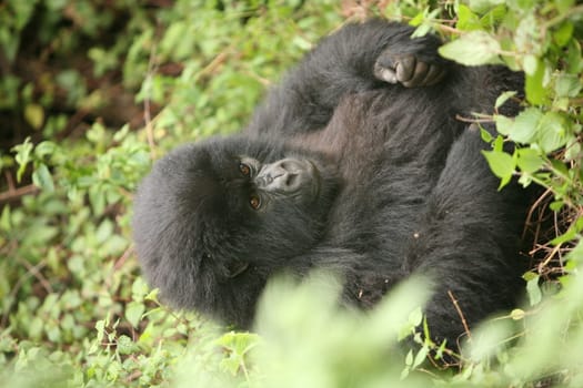 Wild Gorilla animal Rwanda Africa tropical Forest