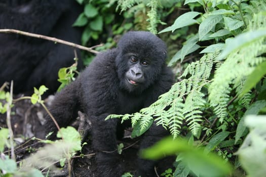 Wild Gorilla animal Rwanda Africa tropical Forest