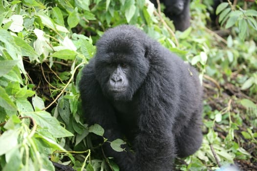 Wild Gorilla animal Rwanda Africa tropical Forest