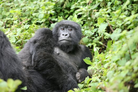 Wild Gorilla animal Rwanda Africa tropical Forest