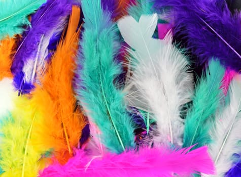 Coloured feathers arranged in abstract design.