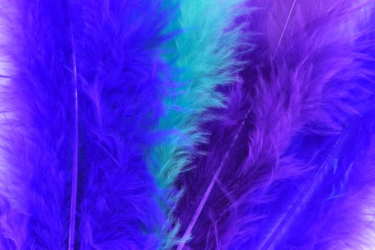 Coloured feathers arranged in abstract design.