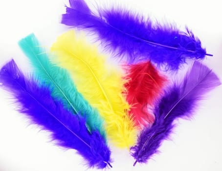 Coloured feathers arranged in abstract design.