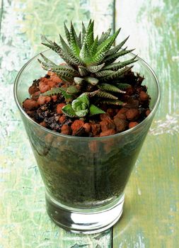 Small Haworthia Margaritifera Succulent Plant with Spikes in Glass Flower Pot closeup on Cracked Wooden background