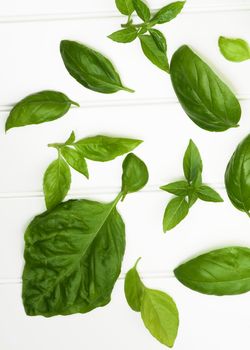 Arrangement of Various Fresh Green Lush Foliage Basil Leafs closeup on White Plank background. Top View