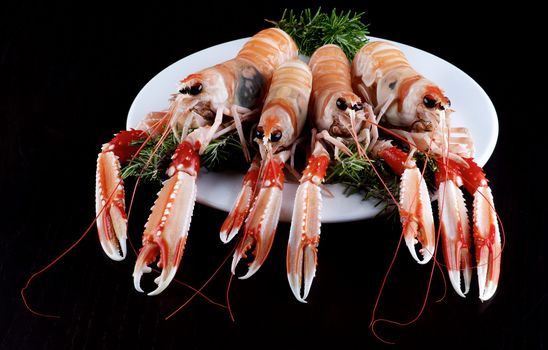 Four Big Delicious Raw Langoustines with Rosemary on White Plate closeup on Dark Wooden background