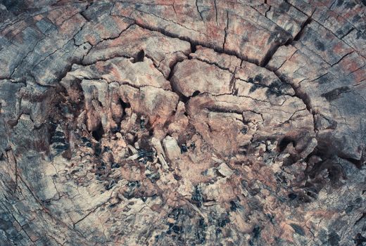 tree stump in the forest