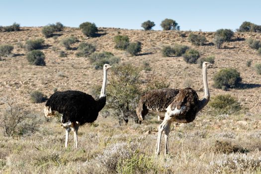 Male and Female Ostrich at The Mountain Zebra National Park is a national park in the Eastern Cape province of South Africa proclaimed in July 1937 for the purpose of providing a nature reserve for the endangered Cape mountain zebra.